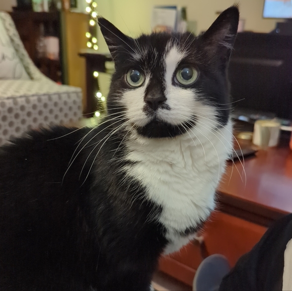 Meet your Posh Ambassador, Stephanie - Picture 1 of 1